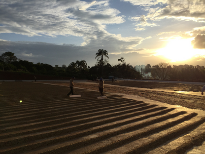 Fazenda Caxambu: A Century-Long Legacy of Excellence