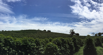 Fazenda Caxambu: A Century-Long Legacy of Excellence