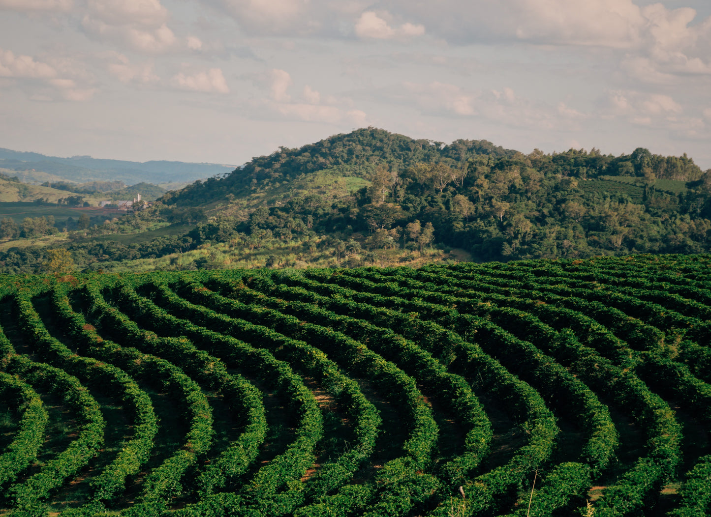 A view of a coffee plantation in the Cerrado Mineiro region, showing long, neat rows of lush green coffee trees under a wide, partly cloudy sky.