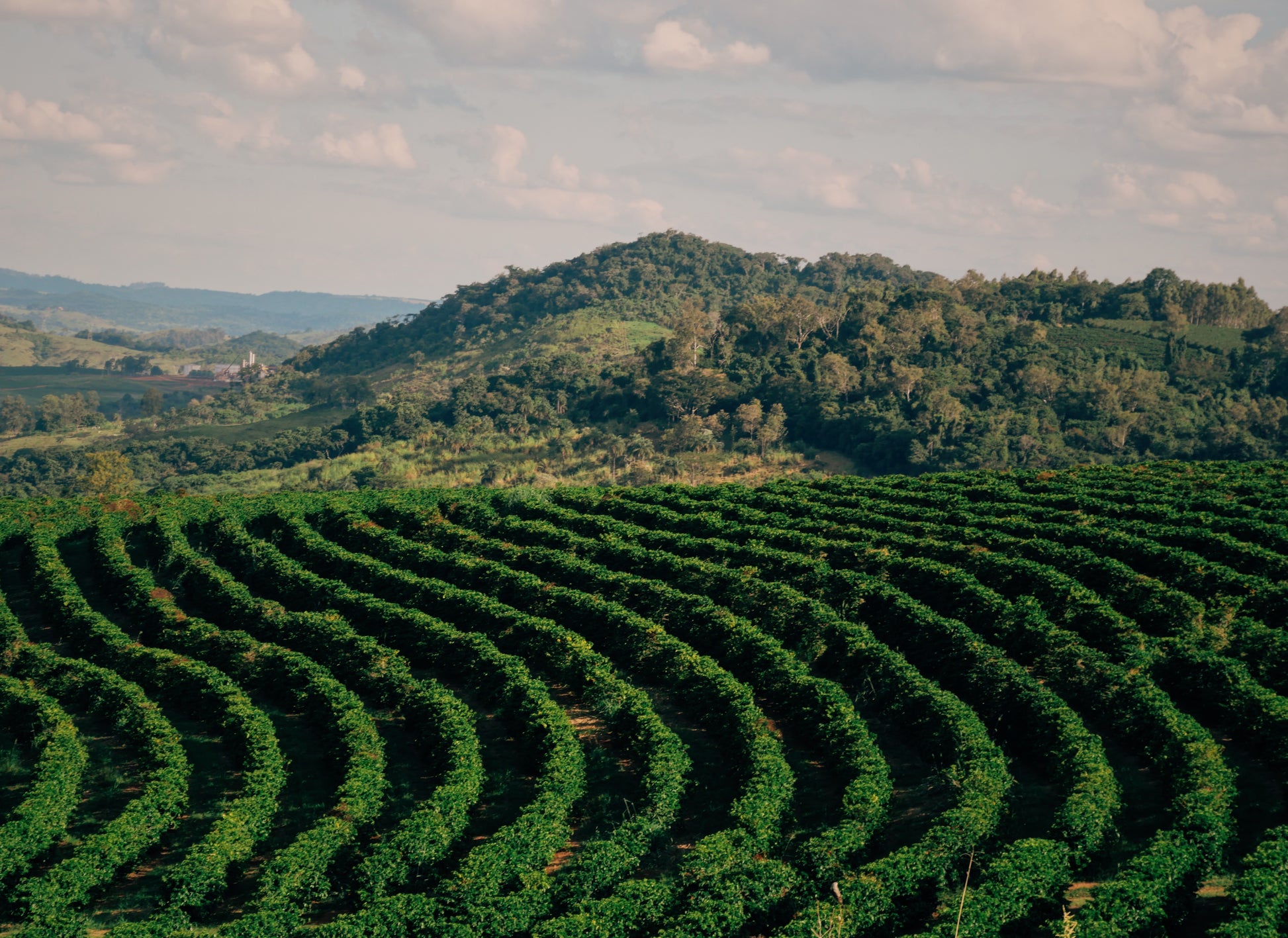 A view of a coffee plantation in the Cerrado Mineiro region, showing long, neat rows of lush green coffee trees under a wide, partly cloudy sky.