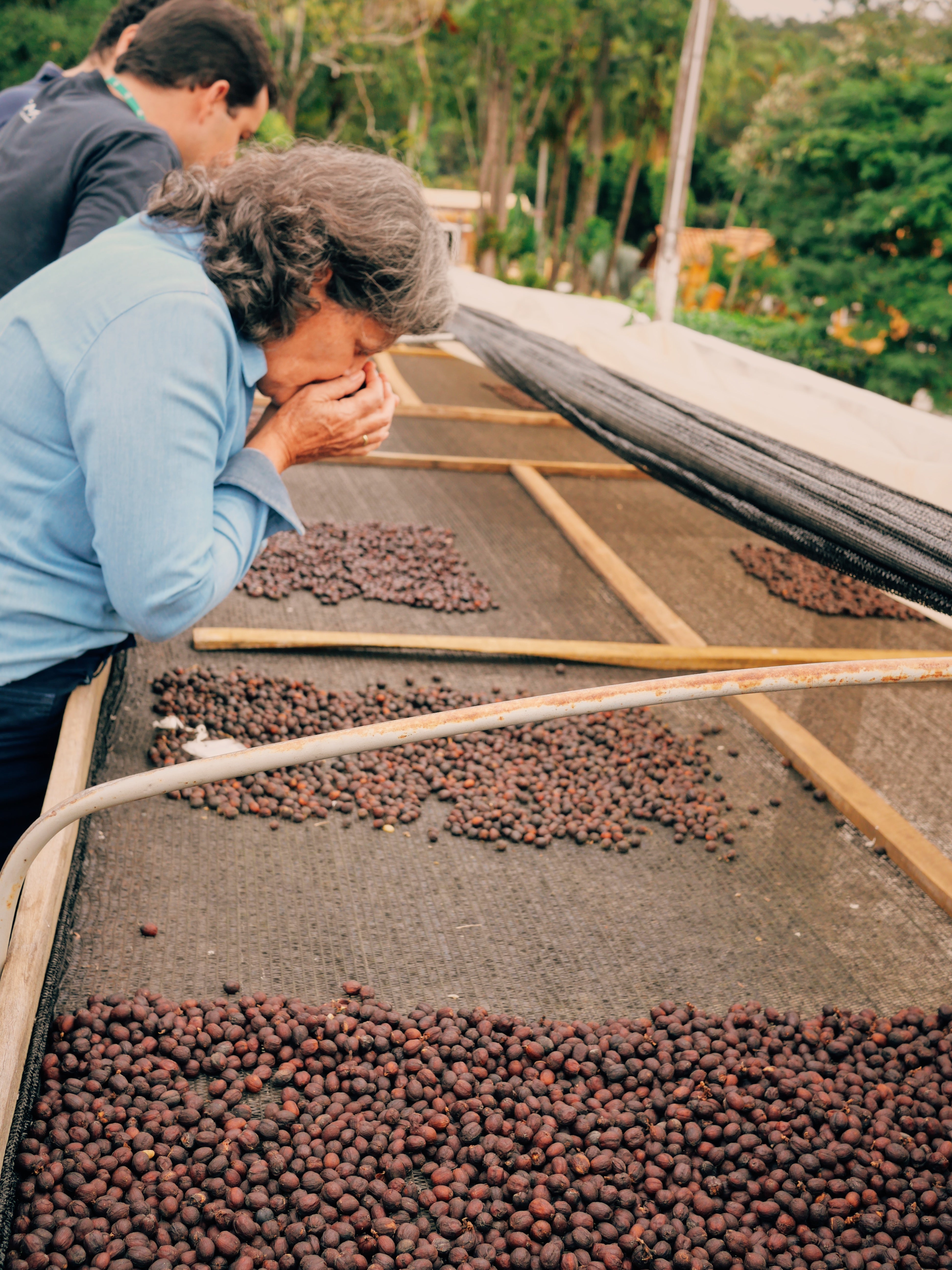 Fazenda Caxambu & Aracaçu – Flor Do Brasil