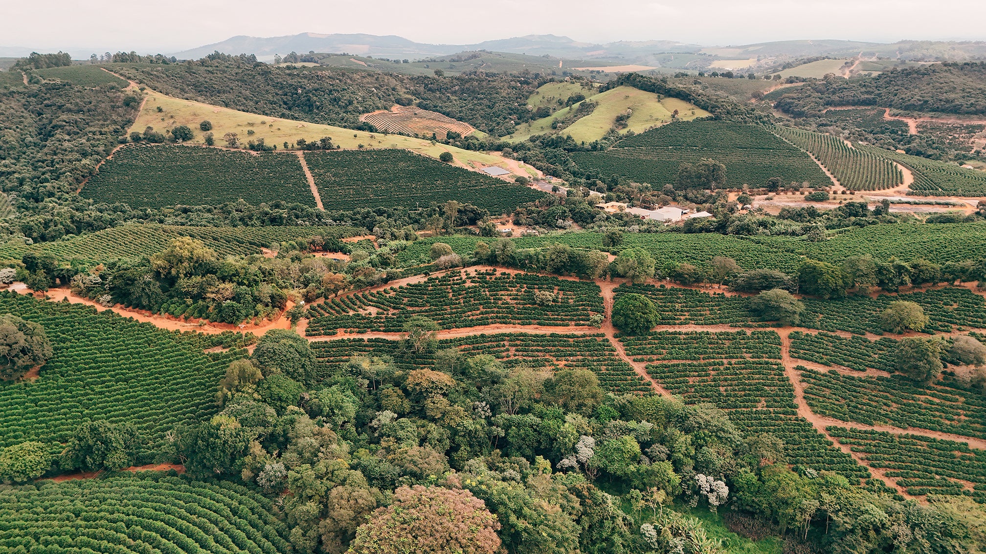 Fazenda Caxambu & Aracaçu – Flor Do Brasil