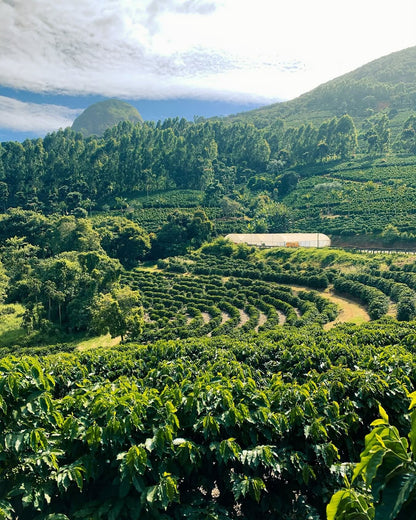 Fazenda Pedra Redonda: A Legacy of Quality and Family Heritage